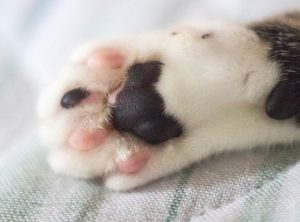 Pharmadiet-Producto-Aloevet-animales